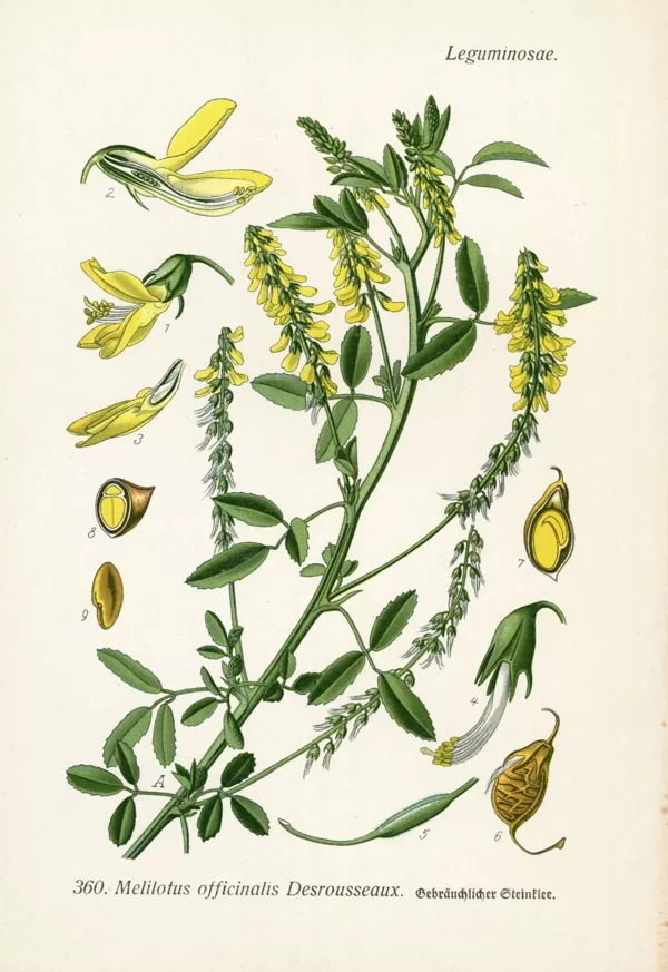 Amoliņš ārstniecības