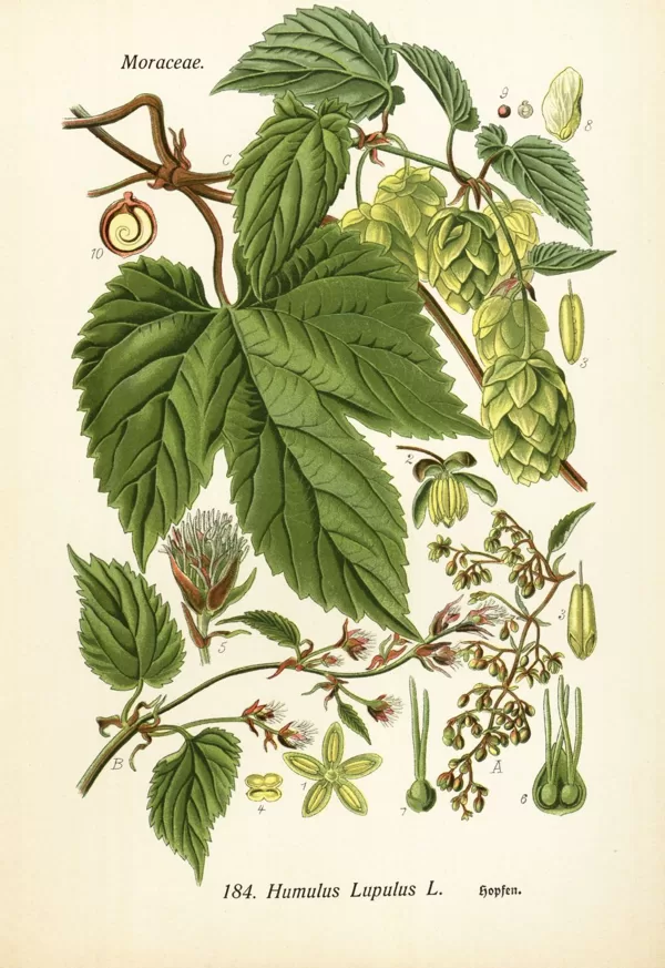 Apinis parastais