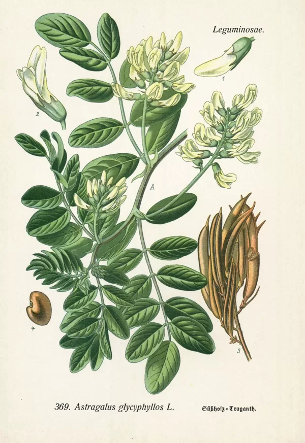 Traganzirnis saldlapu