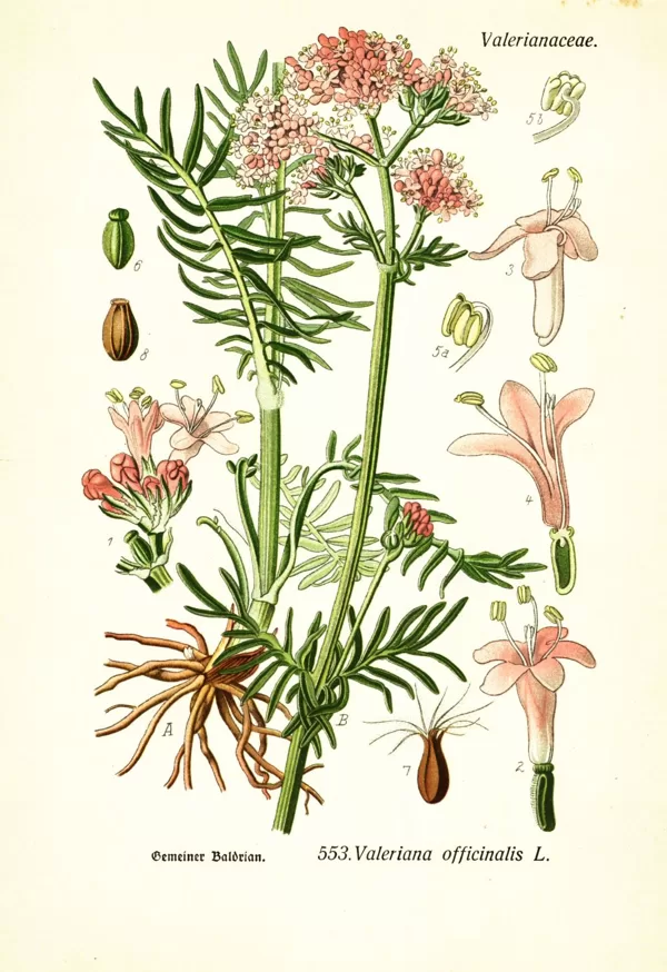 Baldriāns ārstniecības