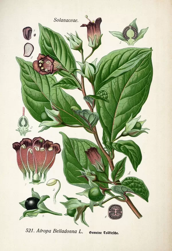 Velnoga melnā