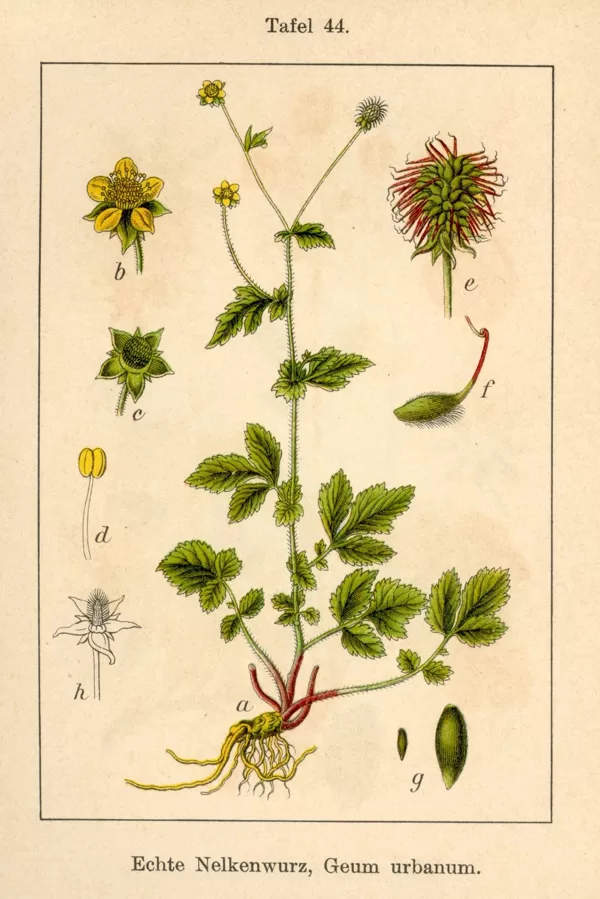 Bitene pilsētas