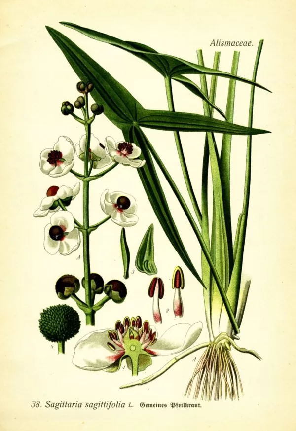 Bultene parastā