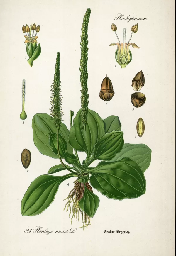 Ceļteka lielā