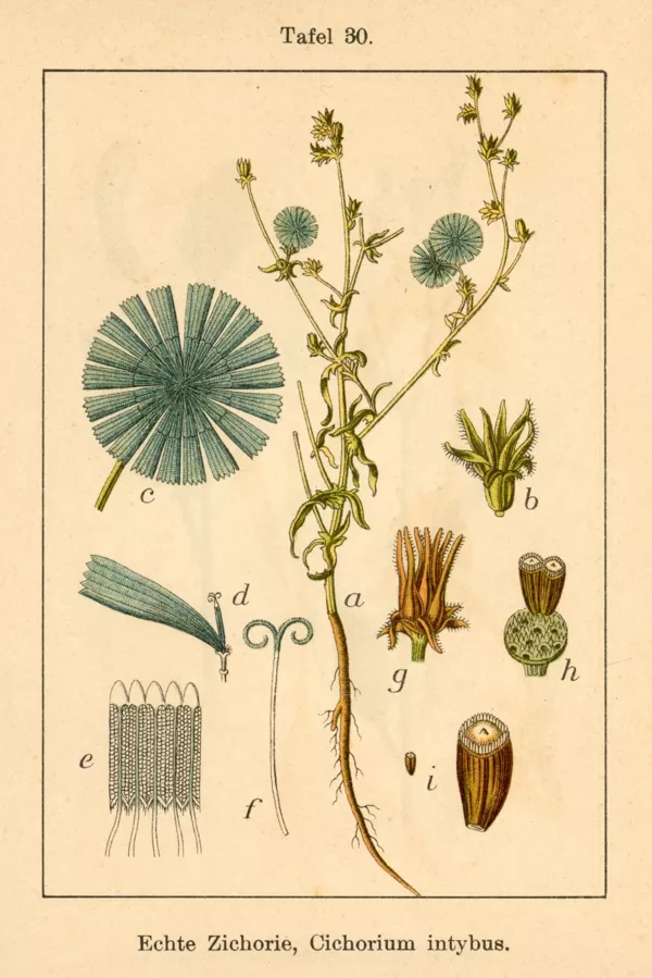Cigoriņš parastais