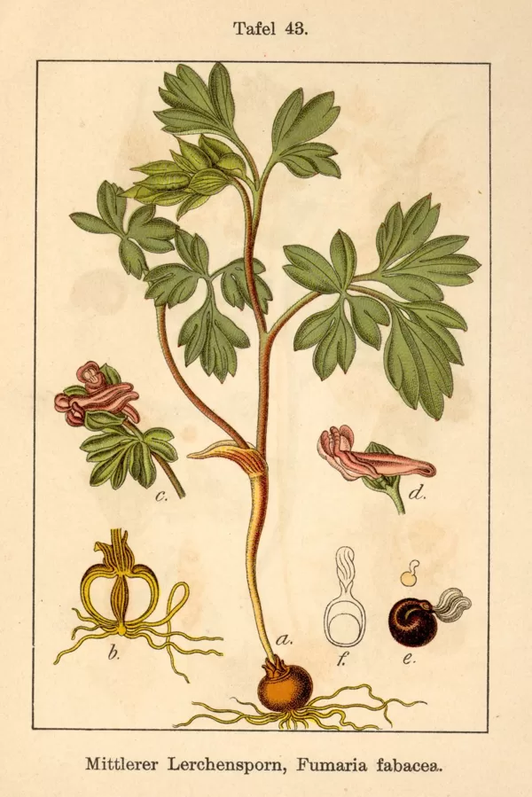 Cīrulītis