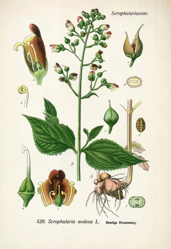 Cūknātre gumainā