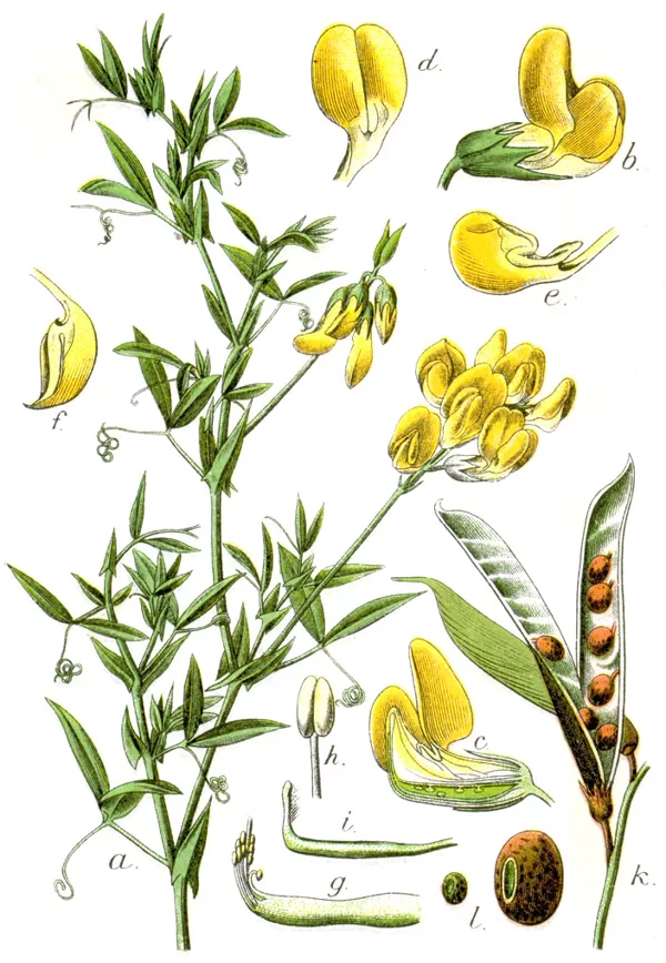 Dadēstiņa pļavas