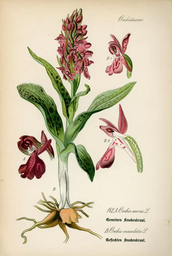 Dzegužpirkstīte plankumainā
