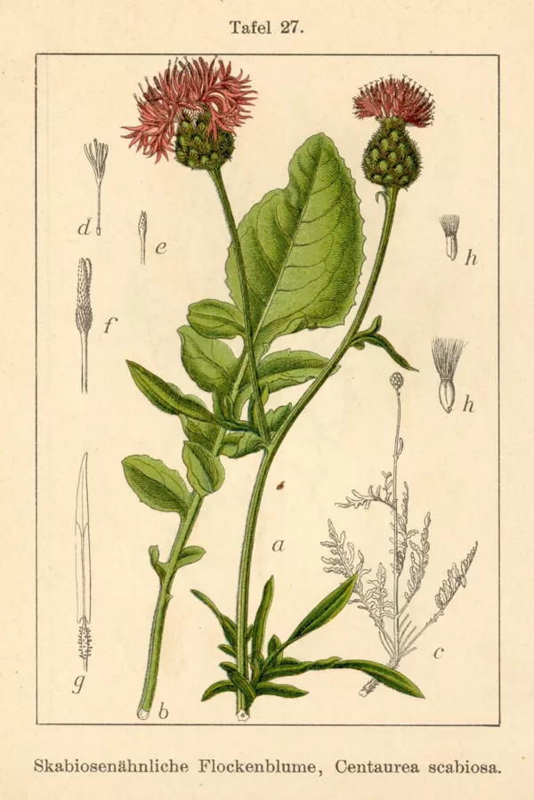 Dzelzene lielā