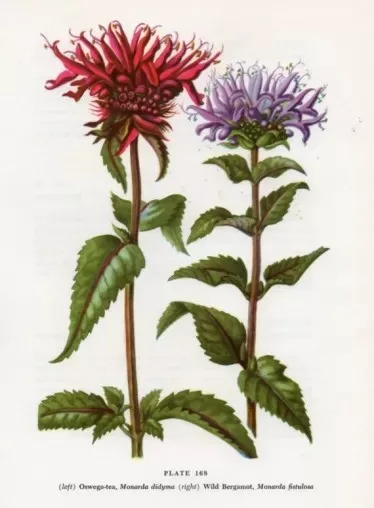 Monardas