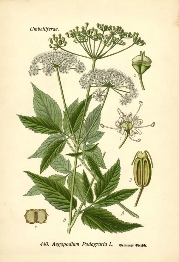 Gārsa podagras