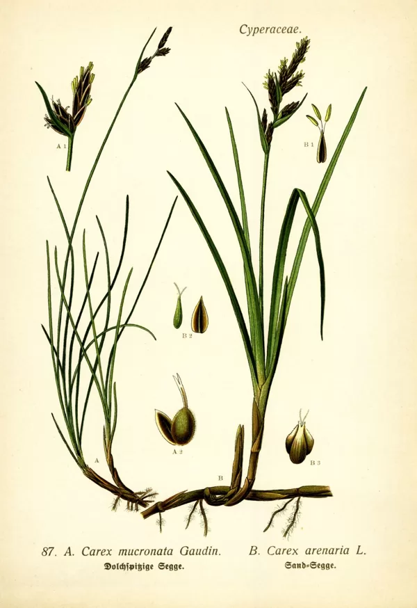 Grīslis smiltāja