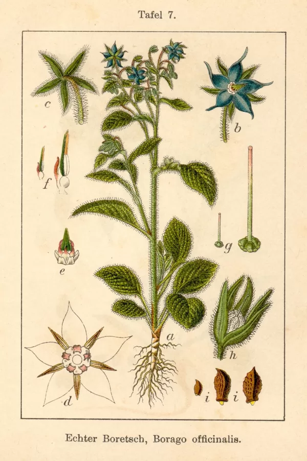 Gurķene ārstniecības