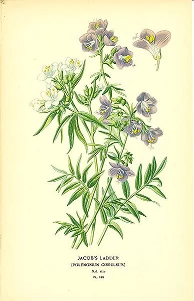 Kāpnīte zilā