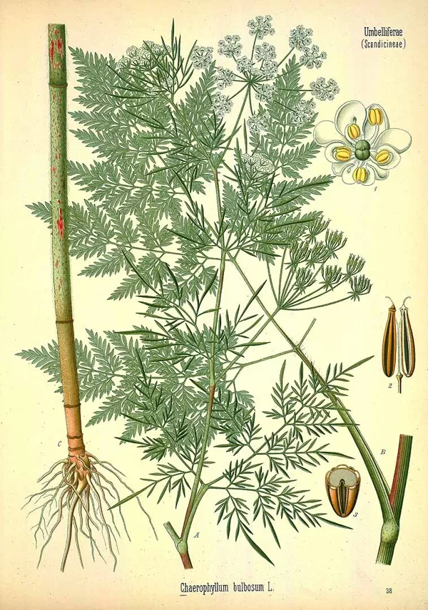 Kārvele bumbuļu