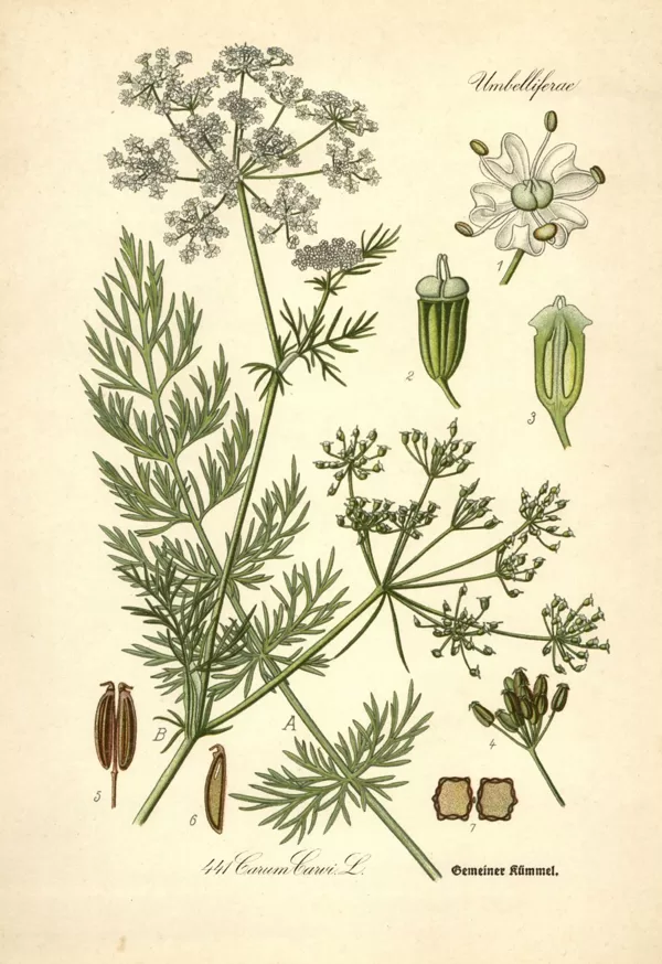 Ķimenes pļava