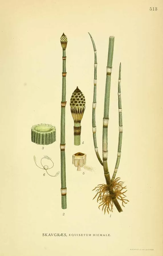 Kosa ziemzaļā