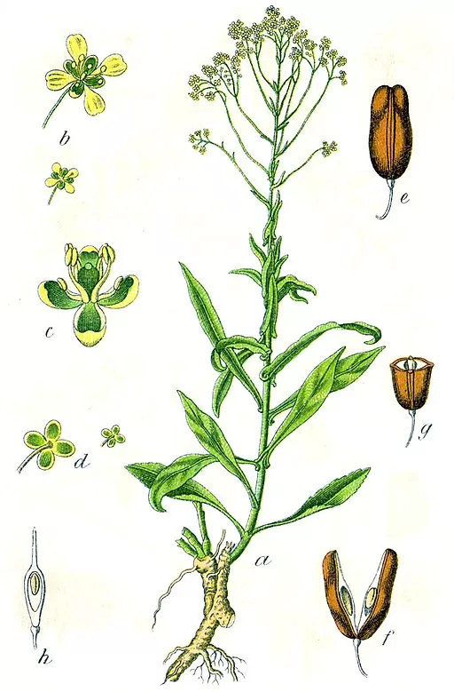 Krāsu mēle