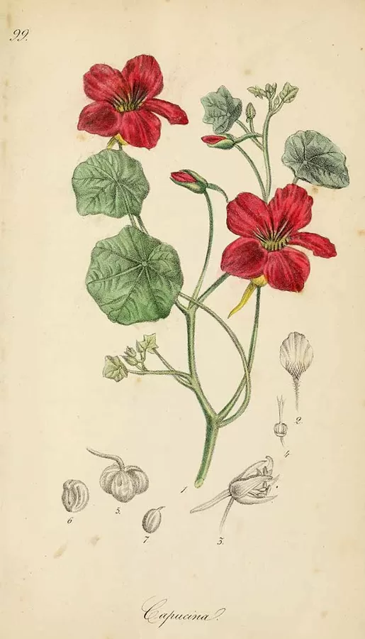 Krese lielā