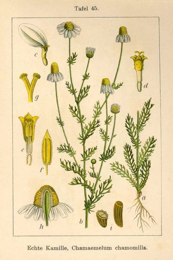 Kumelīte ārstniecības