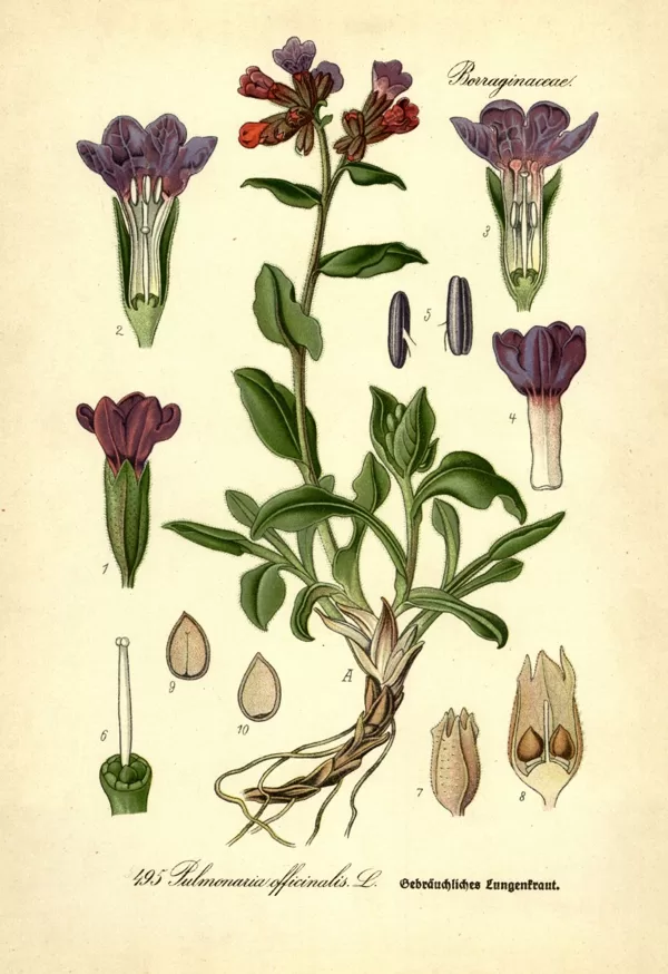 Lakacis ārstniecības