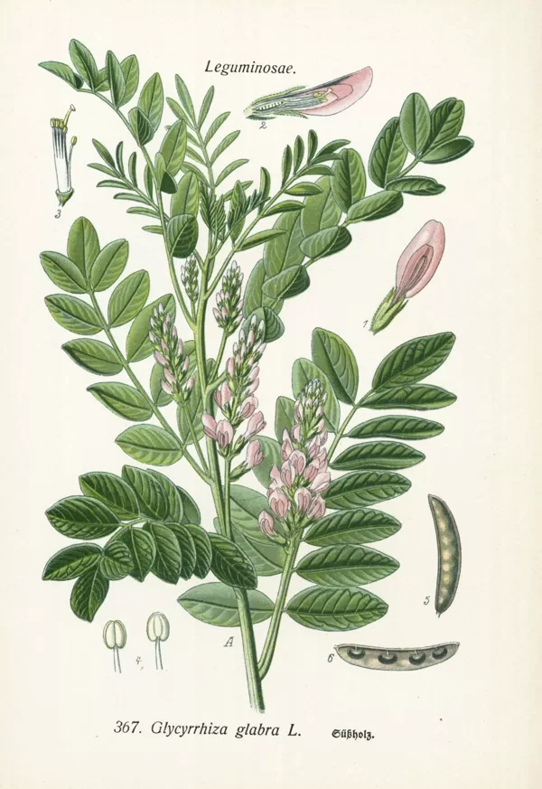 Lakrica kailā