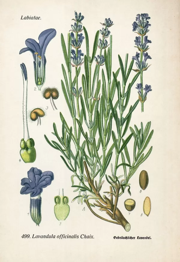 Lavanda