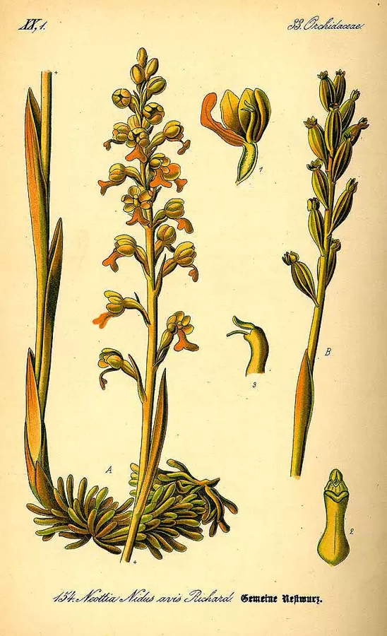 Ligzdene parastā