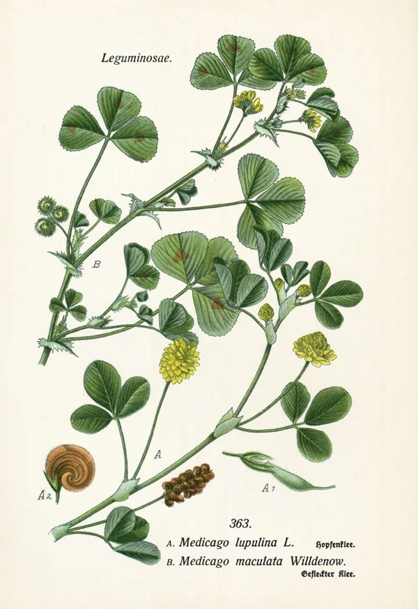 Lucerna apiņu