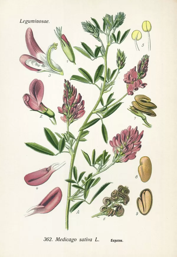 Lucerna sējas