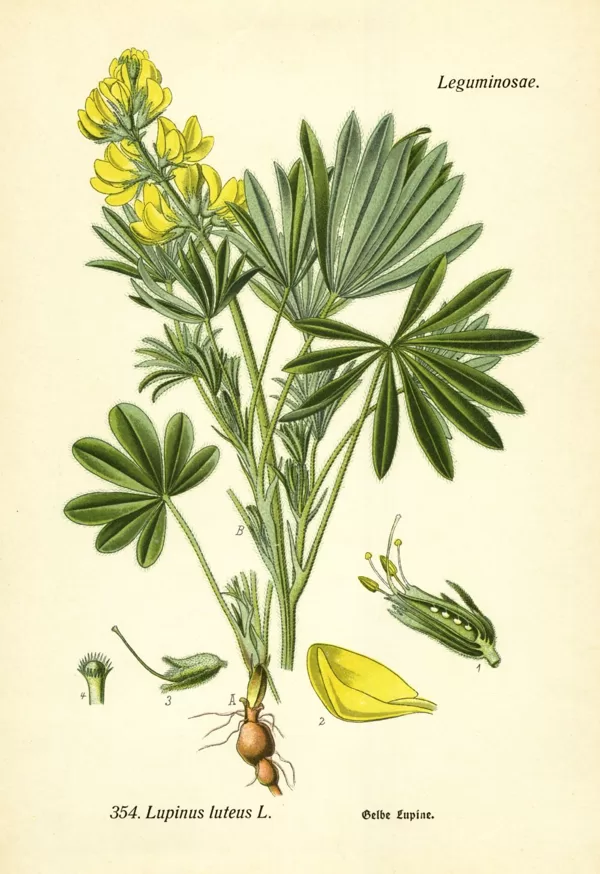 Lupīna dzeltenā