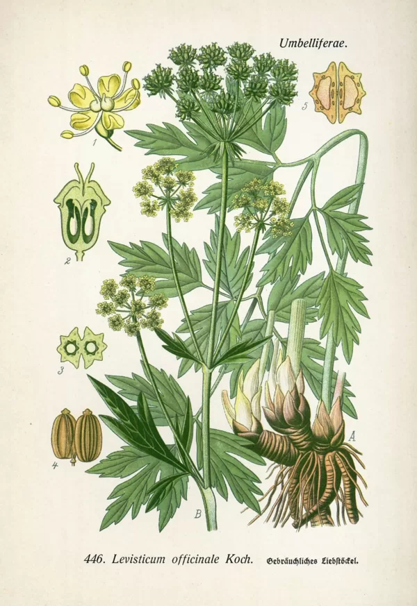 Lupstājs ārstniecības