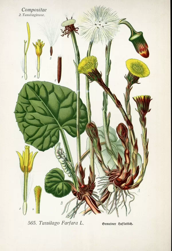 Māllēpe parastā
