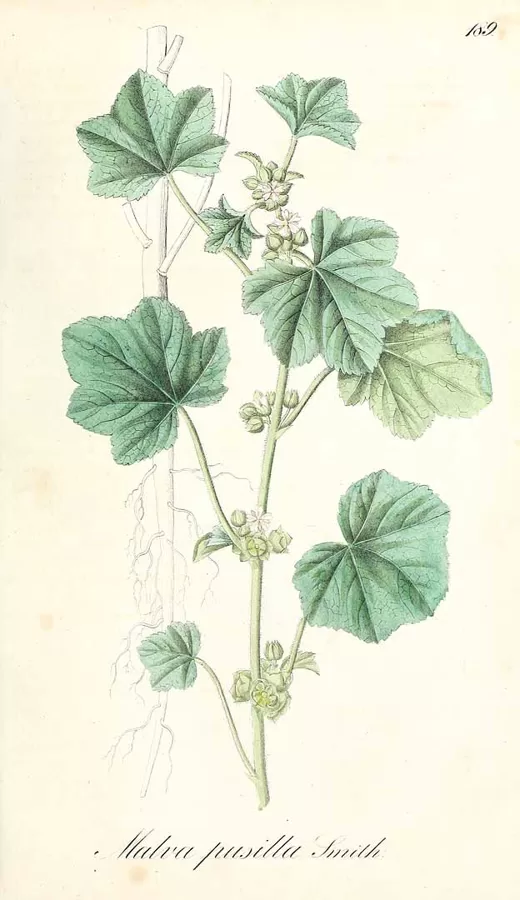 Malva mazā