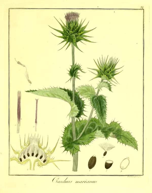 Mārdadzis īstais