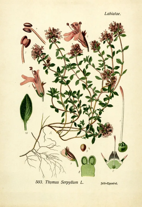 Mārsils mazais