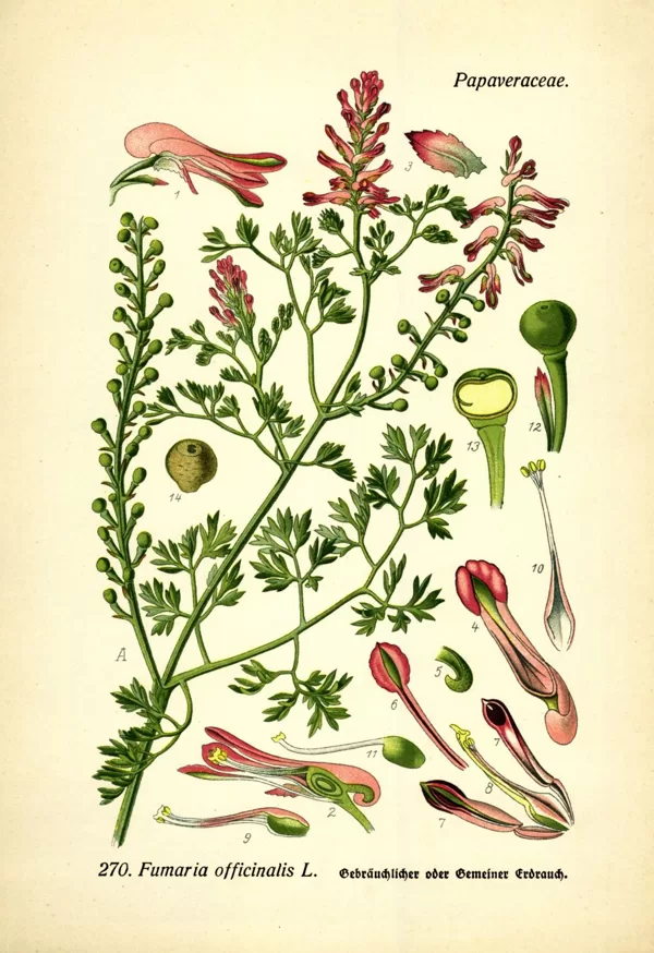Matuzāle ārstniecības