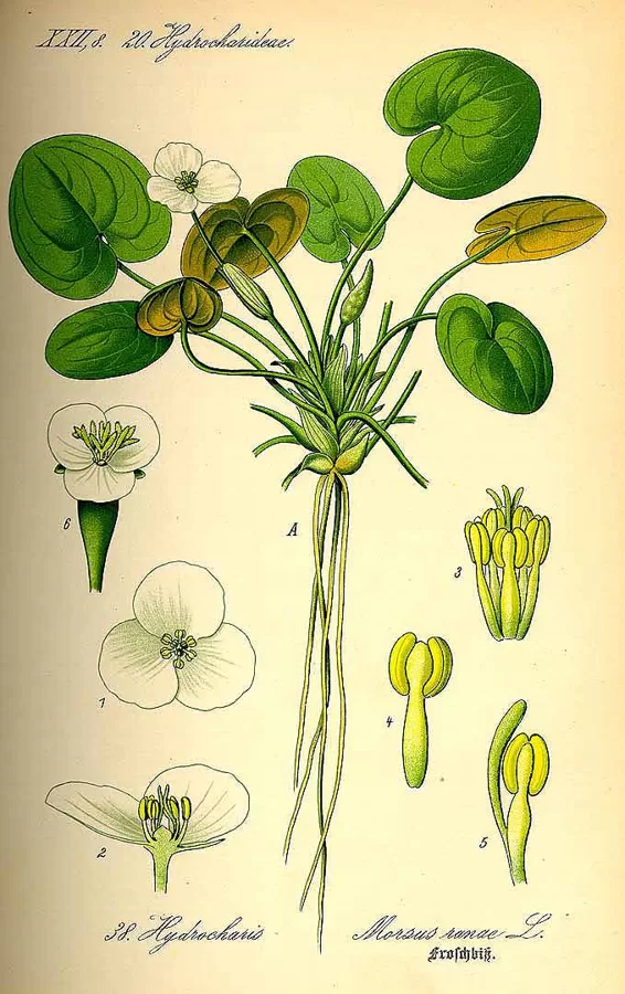 Mazlēpe parastā