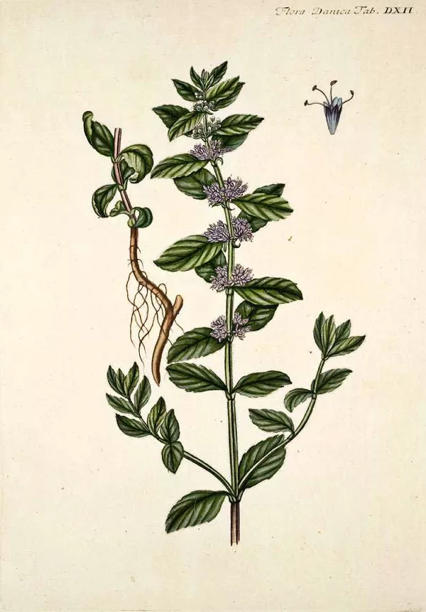 Mētra tīruma
