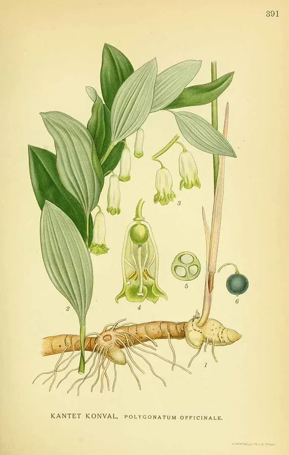Mugurene ārstniecības