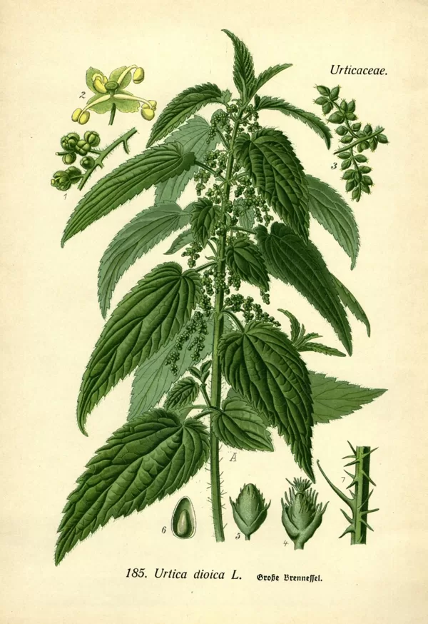 Nātre lielā