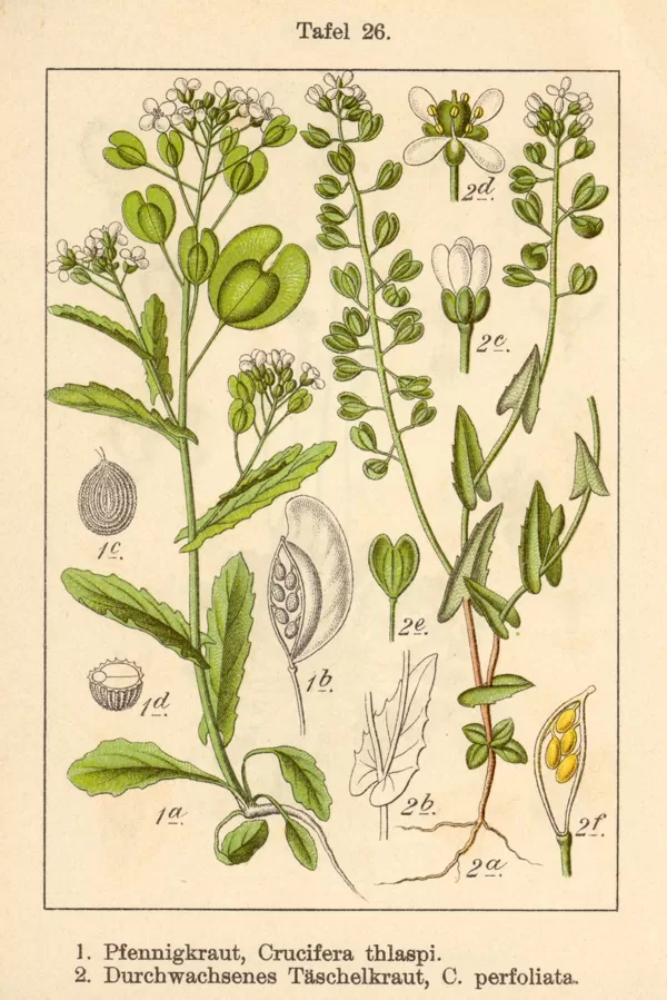 Naudulis tīruma (1)