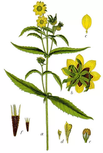 Nokarenais sunītis