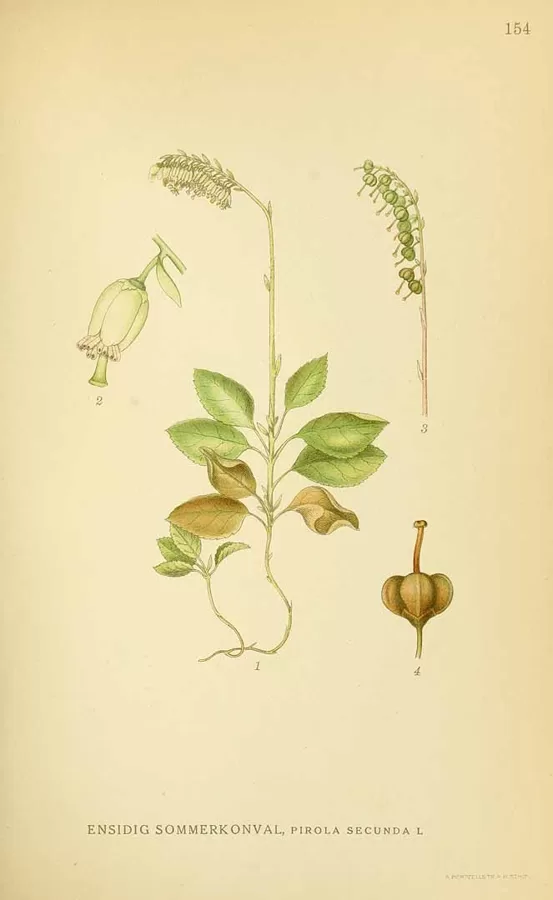 Palēcīte laimes