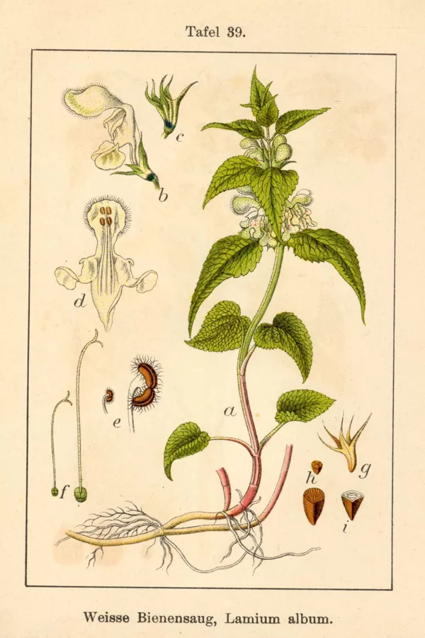 Panātre baltā
