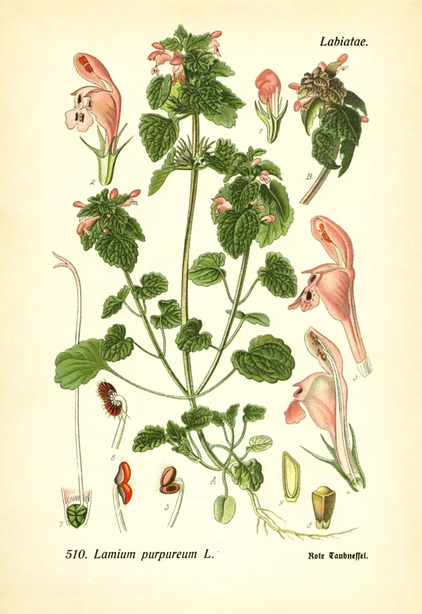 Panātre purpura