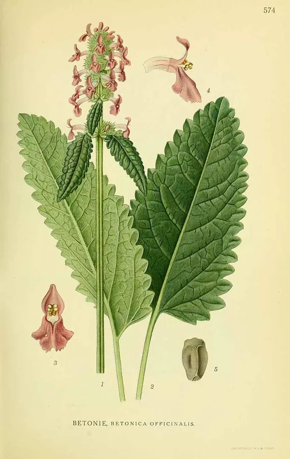 Pātaine ārstniecības