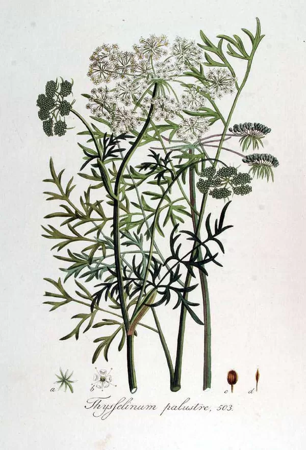 Rūgtdille purva