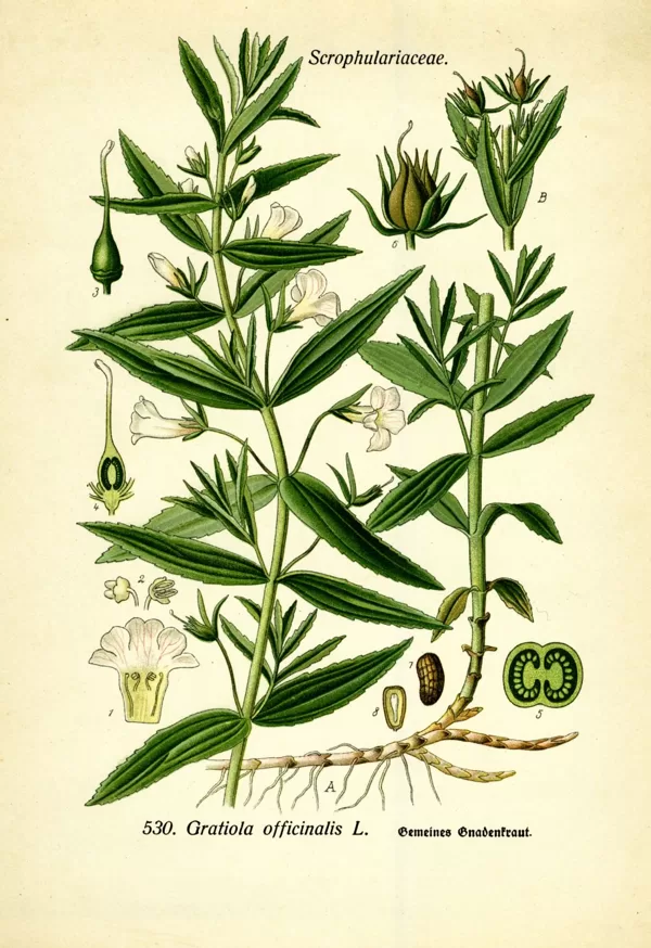 Rūgtene ārstniecības